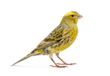 Bir kanaryanın yan görünümü - Renkli LIZZARD - beyaz üzerinde izole edilmiş, ayakta duran