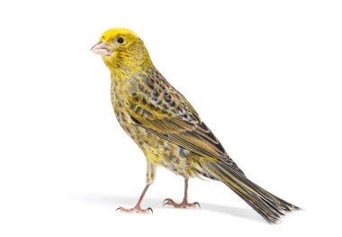 Bir kanaryanın arka plan görüntüsü - Renkli LIZZARD - beyaz üzerinde izole edilmiş, ayakta duran