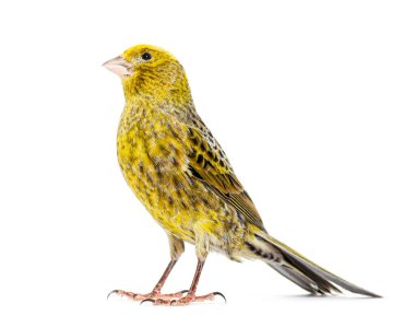 Kanarya ayakta - Lizzard mutasyonu - beyaz üzerinde izole