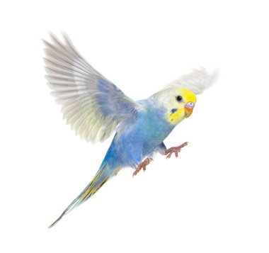 Budgerigar kuşunun uçuşu, mavi gökkuşağı renklendirmesi, beyaz üzerine izole edilmiş.