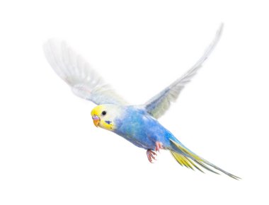 Budgerigar kuşunun uçuşu, mavi gökkuşağı renklendirmesi, beyaz üzerine izole edilmiş.