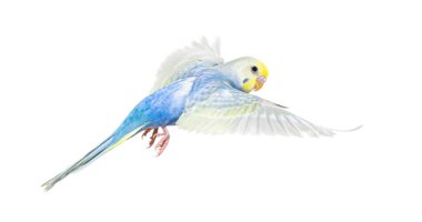 Budgerigar kuşunun uçuşu, mavi gökkuşağı renklendirmesi, beyaz üzerine izole edilmiş.