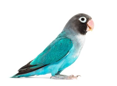 Siyah Yanaklı Muhabbet Kuşu kanatları