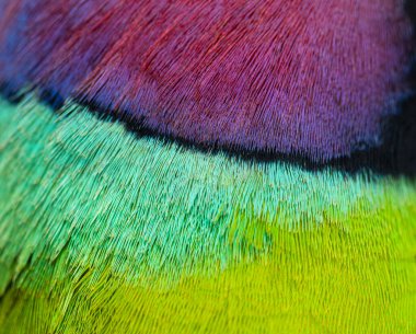 Macro, Psittacula siyanocephala adında erik kafalı bir erkek papağanın tüylerine yaklaş.