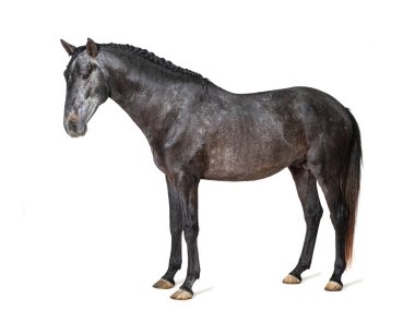 Lusitano profili, Portekiz atı, beyaz üzerinde izole edilmiş.