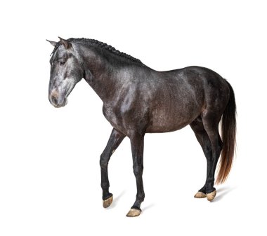 Profil Lusitano yürüyor, Portekiz atı, beyaz üzerinde izole edilmiş.