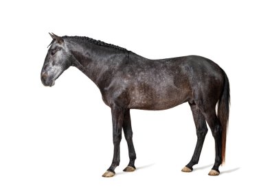 Lusitano profili, Portekiz atı, beyaz üzerinde izole edilmiş.