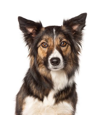 Üç renkli bir Border Collie 'nin kafasından vurulmuş, iki yaşında, izole edilmiş.