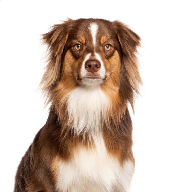 Üç renkli kırmızı bir köpeğe yakından bakın. Bir yıl önce Avustralyalı bir çoban köpeği. Kameraya bakıyor.