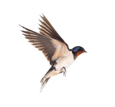 Barn Swallow Flying wings spread, bird, Hirundo rustica, flying against white background clipart