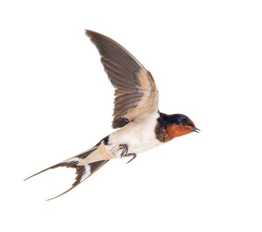 Ahır Kırlangıcı Uçan kanatlar, kuş, Hirundo rustica, beyaz arka planda uçuyor