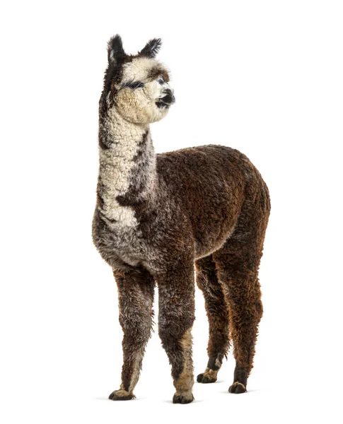 Rosa Gris Joven Alpaca Mirando Hacia Otro Lado Lama Pacos — Foto de Stock