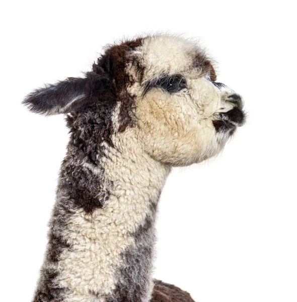 Rosa Gris Joven Alpaca Lama Pacos Aislado Sobre Blanco — Foto de Stock