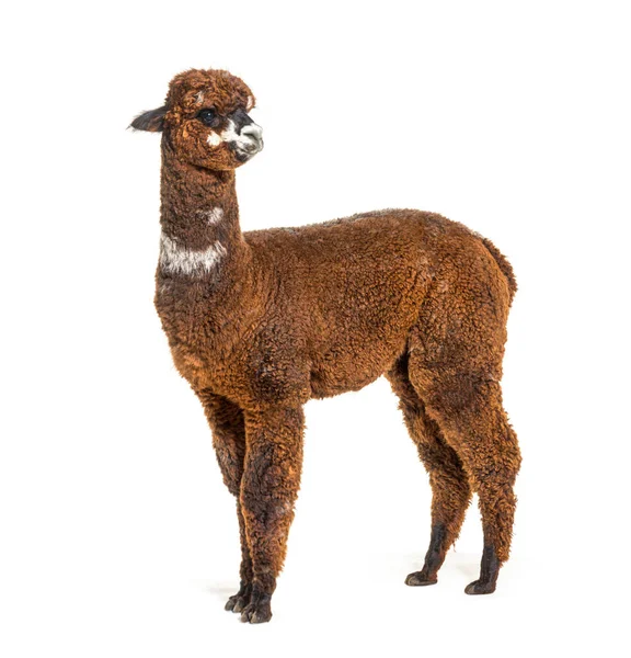 Side View Rose Grey Young Alpaca Eight Months Old Looking — Stock Photo, Image
