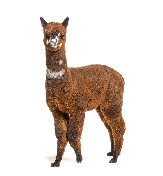 Walking Rose Gris Joven Alpaca Ocho Meses Edad Lama Pacos — Foto de Stock