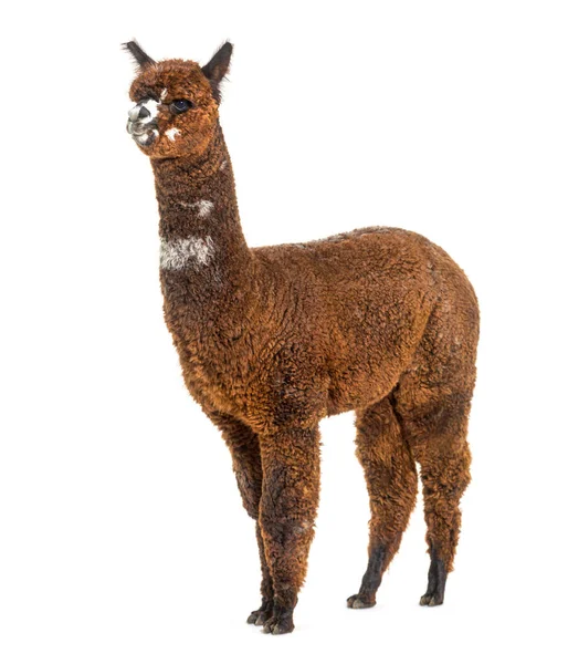 Rose Grey Young Alpaca Eight Months Old Lama Pacos — Stock Photo, Image