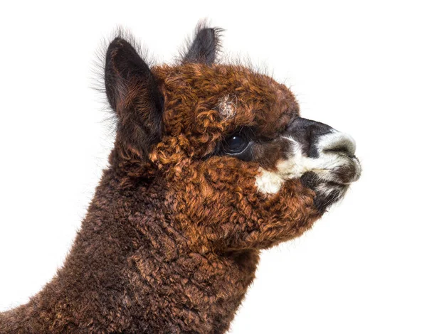 Rose Grey Young Alpaca Eight Months Old Lama Pacos Isoltaed — Stock Photo, Image