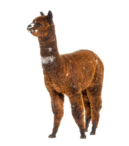 Rosa Gris Joven Alpaca Ocho Meses Edad Lama Pacos — Foto de Stock