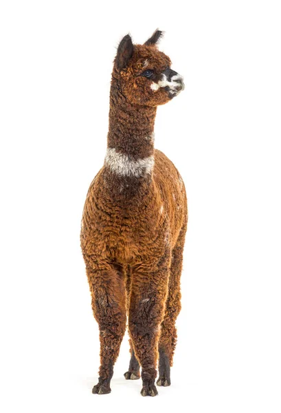 Rose Grey Young Alpaca Eight Months Old Lama Pacos — Stock Photo, Image