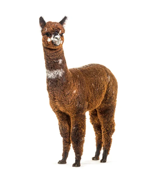 Rose Grey Young Alpaca Eight Months Old Lama Pacos — Stock Photo, Image