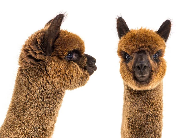 Dark Brown Young Alpaca Lama Pacos Isoltaed White — Stock Photo, Image