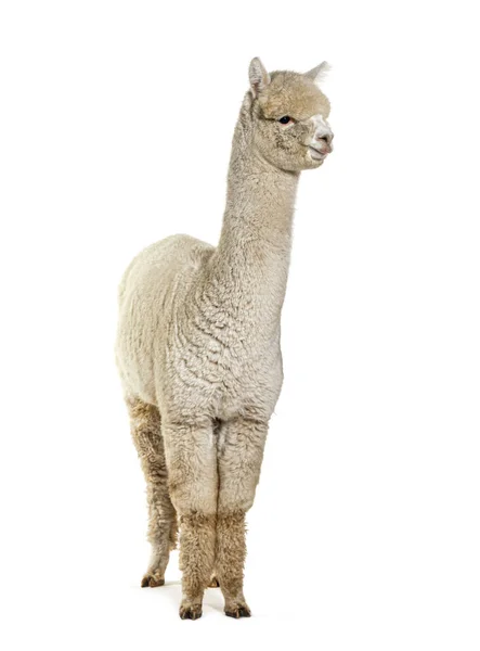 White Eight Months Old Alpaca Lama Pacos Isolated — Stock Photo, Image