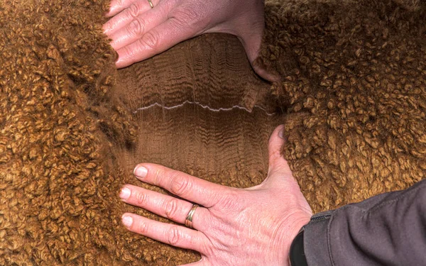 Mão Espalhando Fibra Alpaca Jovem Marrom Escuro Lama Pacos — Fotografia de Stock