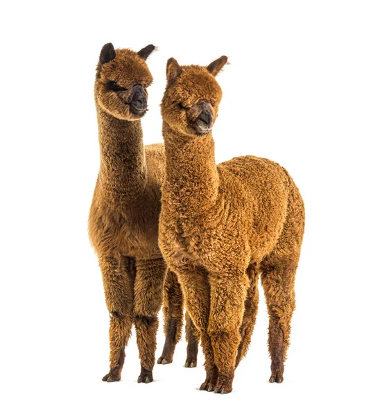 Två Alpacas Ljus Och Mörkbrun Tillsammans Lama Pacos Tillsammans Isolerade — Stockfoto