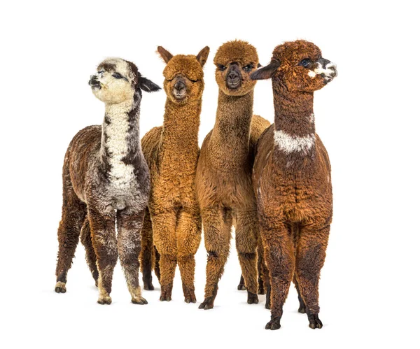 Group Many Different Colors Alpaca Row Lama Pacos — Stock Photo, Image