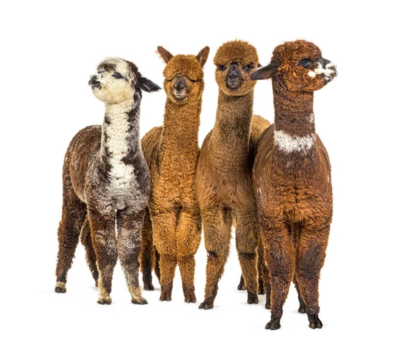 Grupo Muchos Colores Diferentes Alpaca Una Fila Lama Pacos — Foto de Stock