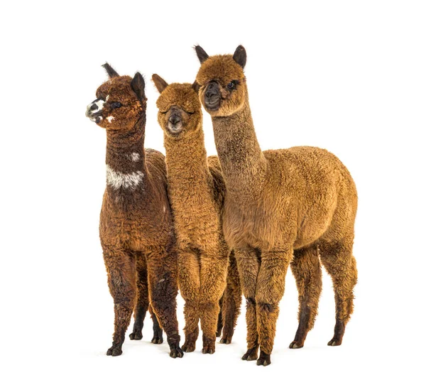 Grup Multe Culori Diferite Alpaca Într Rând Lama Pacos — Fotografie, imagine de stoc