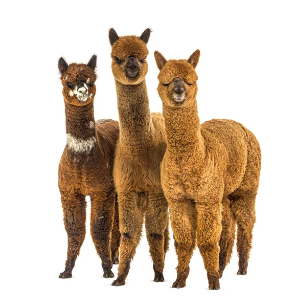 Grup Multe Culori Diferite Alpaca Într Rând Lama Pacos — Fotografie, imagine de stoc