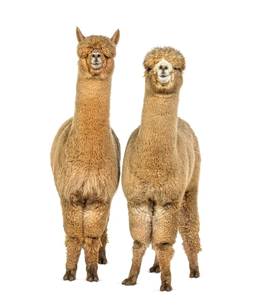 Dois Médio Leve Fawn Lado Lado Alpacas Lama Pacos — Fotografia de Stock