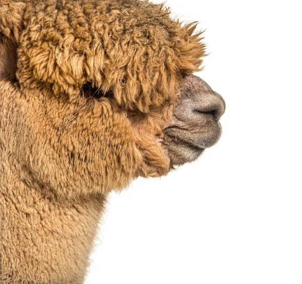 Profil Fejlövés Egy Közepes Fawn Alpaca Lama Pacos Elszigetelt Fehér — Stock Fotó