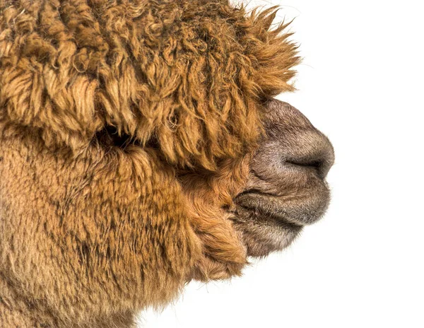 Profil Fejlövés Egy Közepes Fawn Alpaca Lama Pacos Elszigetelt Fehér — Stock Fotó