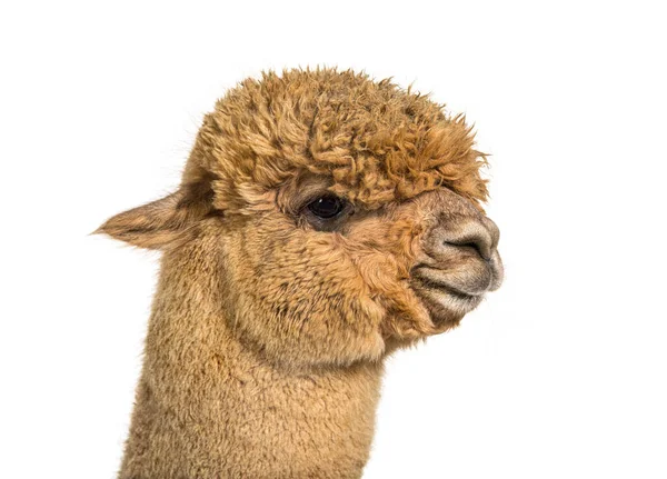 Profil Fejlövés Egy Közepes Fawn Alpaca Lama Pacos Elszigetelt Fehér — Stock Fotó