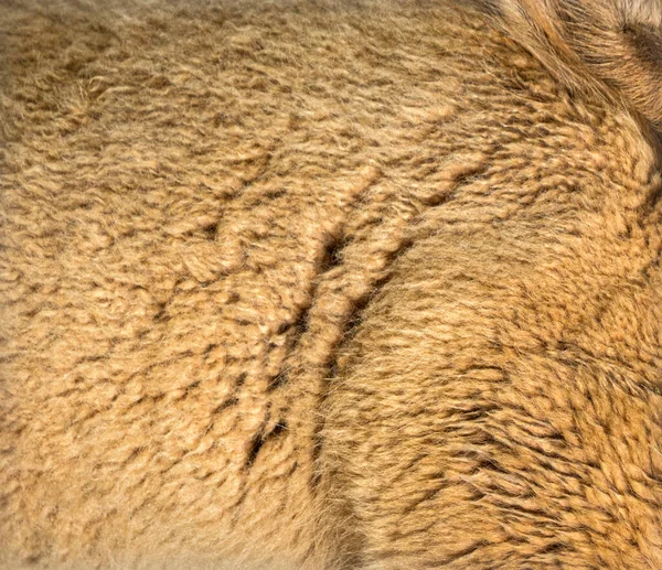 Makro Světle Hnědé Alpaky Vlny Nebo Vlákna Lama Pacos — Stock fotografie