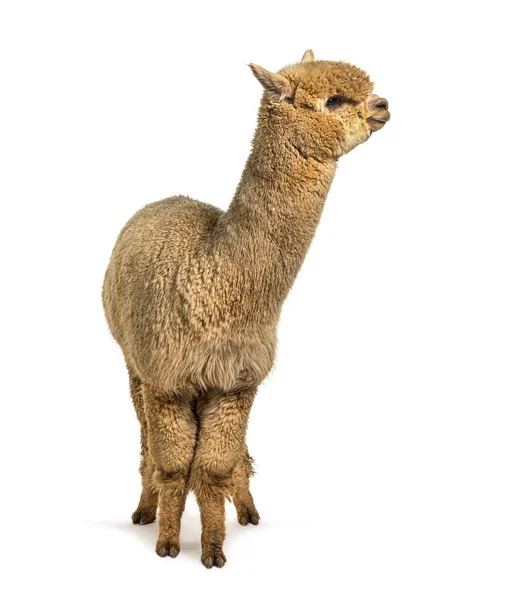 Medium Fawn Alpaca Lama Pacos — Stock Photo, Image