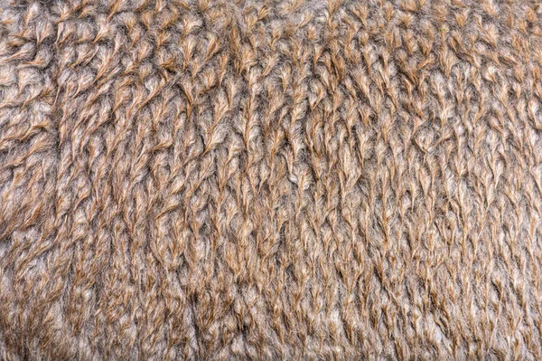 Macro Van Medium Zilvergrijze Alpaca Wol Vezels Lama Pacos — Stockfoto