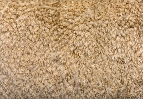 Makro Wełny Alpakowej Lub Włókna Lama Pacos — Zdjęcie stockowe