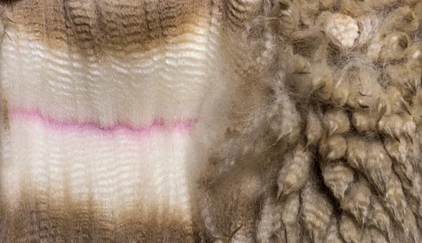 Close-up of spreading alpaca wool or fiber - Lama pacos