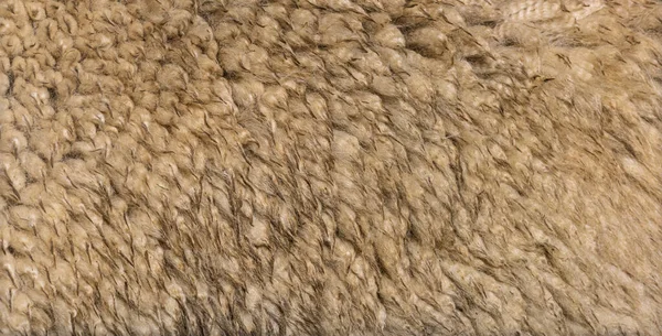 Close-up on alpaca wool or fiber - Lama pacos