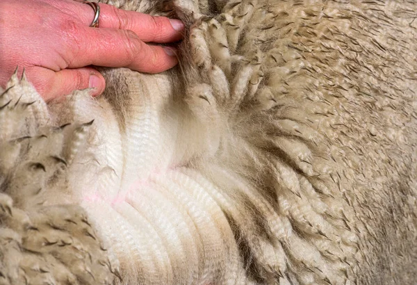 Hand spreading alpaca wool or fiber - Lama pacos