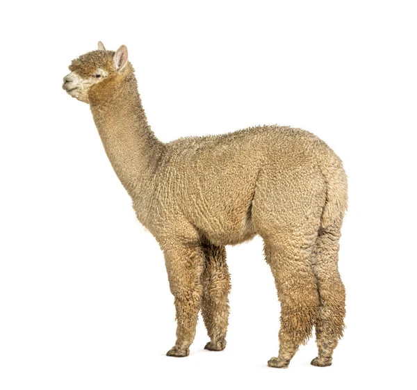 Achteraanzicht Van Een Witte Alpaca Lama Pacos — Stockfoto