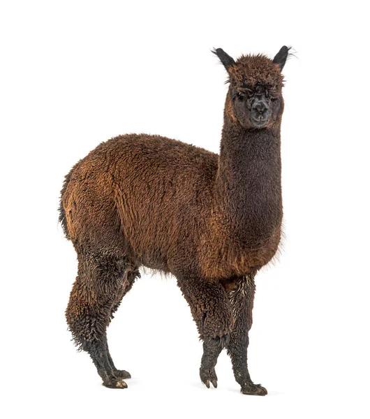 Dark Rose Grey Alpaca Lama Pacos Isolated White — Stock Photo, Image