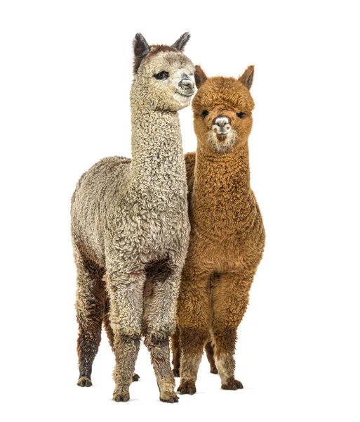 Two Dark Fawn Medium Silver Grey Alpacas Together Lama Pacos — Stock Photo, Image