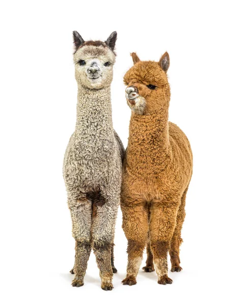 Dark Fawn Medium Silver Grey Alpacas Together Lama Pacos — Stock Photo, Image