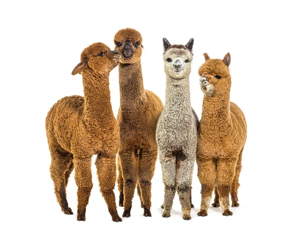 Many Colored Alpaca Together Row Standing Together Lama Pacos Isolated — Stock Photo, Image