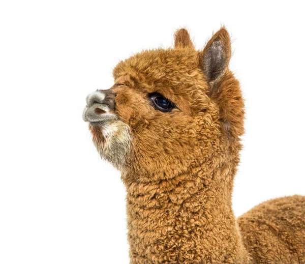 Dark Fawn Alpaca Lama Pacos Isolerad Vit — Stockfoto