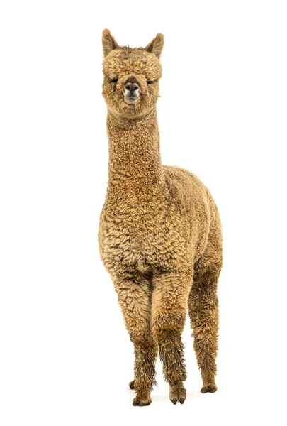 Light Fawn Young Alpaca Six Months Opld Lama Pacos Isolated — Stock Photo, Image